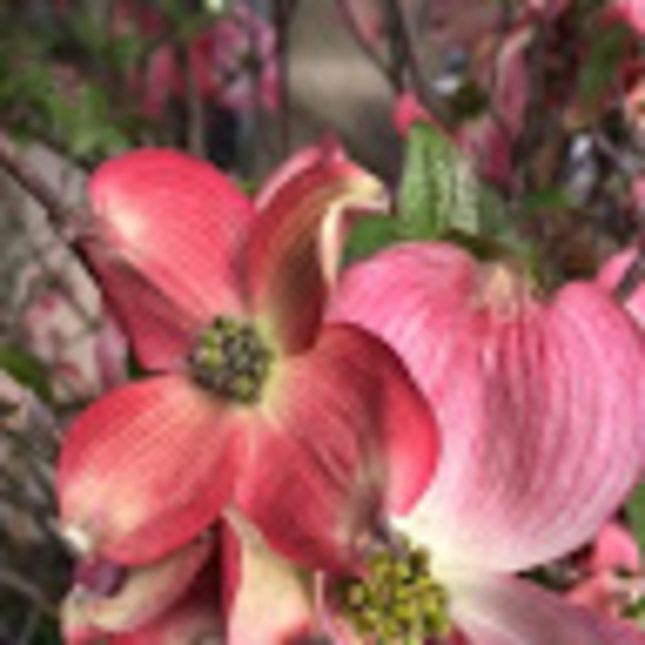 Meet your Posher, Debi - Picture 1 of 1